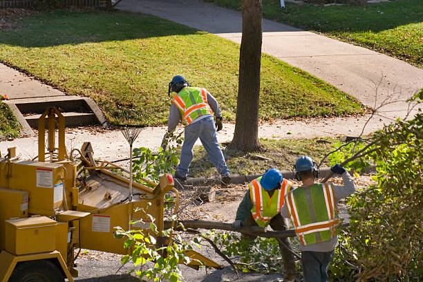 The Steps Involved in Our Tree Care Process in Dillsburg, PA